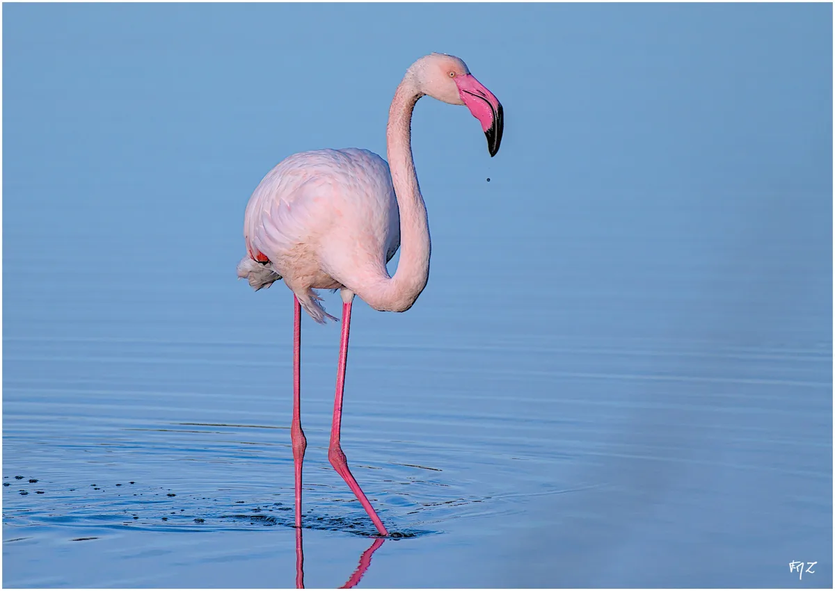 A pink flamingo stands in shallow blue water with its long legs submerged, its head bent down and a single drop of water…