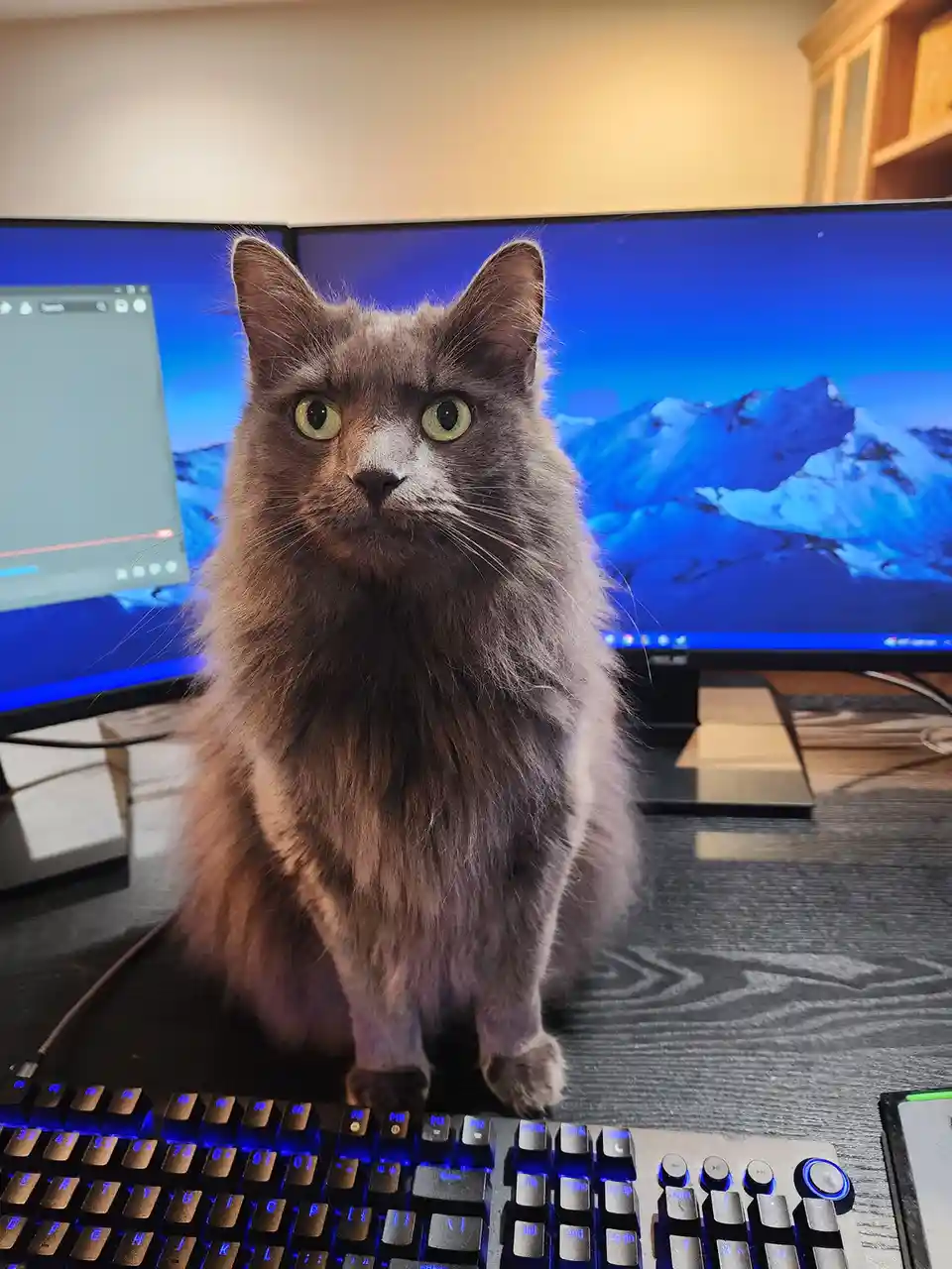 A fluffy gray cat with wide, startled green eyes sits upright on a dark wooden desk directly in front of a computer…