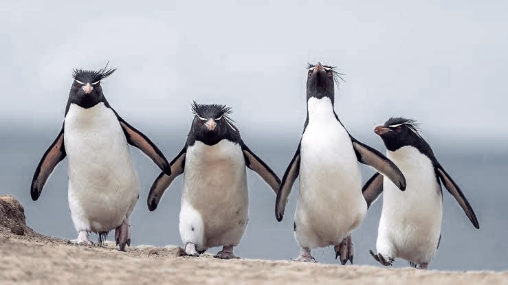 Four rockhopper penguins stand on a rocky shore, looking in various directions with their distinctive crests. The penguin on…