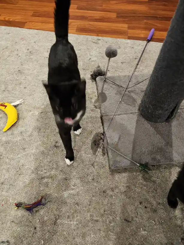 A black cat with white paws and a white chest stands on a grey carpet, licking its nose while surrounded by cat toys…