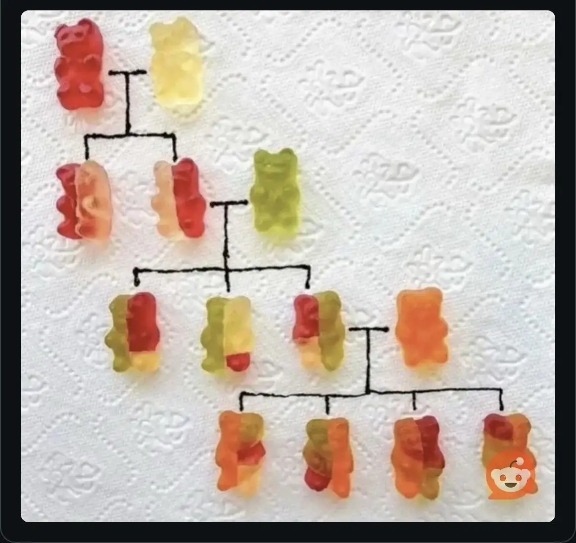 A family tree diagram drawn with black marker on a white paper towel, using gummy bears as nodes. Two gummy bears (red and…