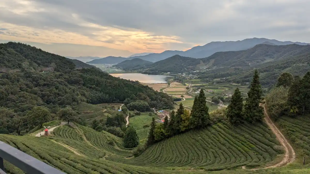 A scenic landscape photo of rolling green hills covered in terraced tea fields, with a lake and distant mountains under a…
