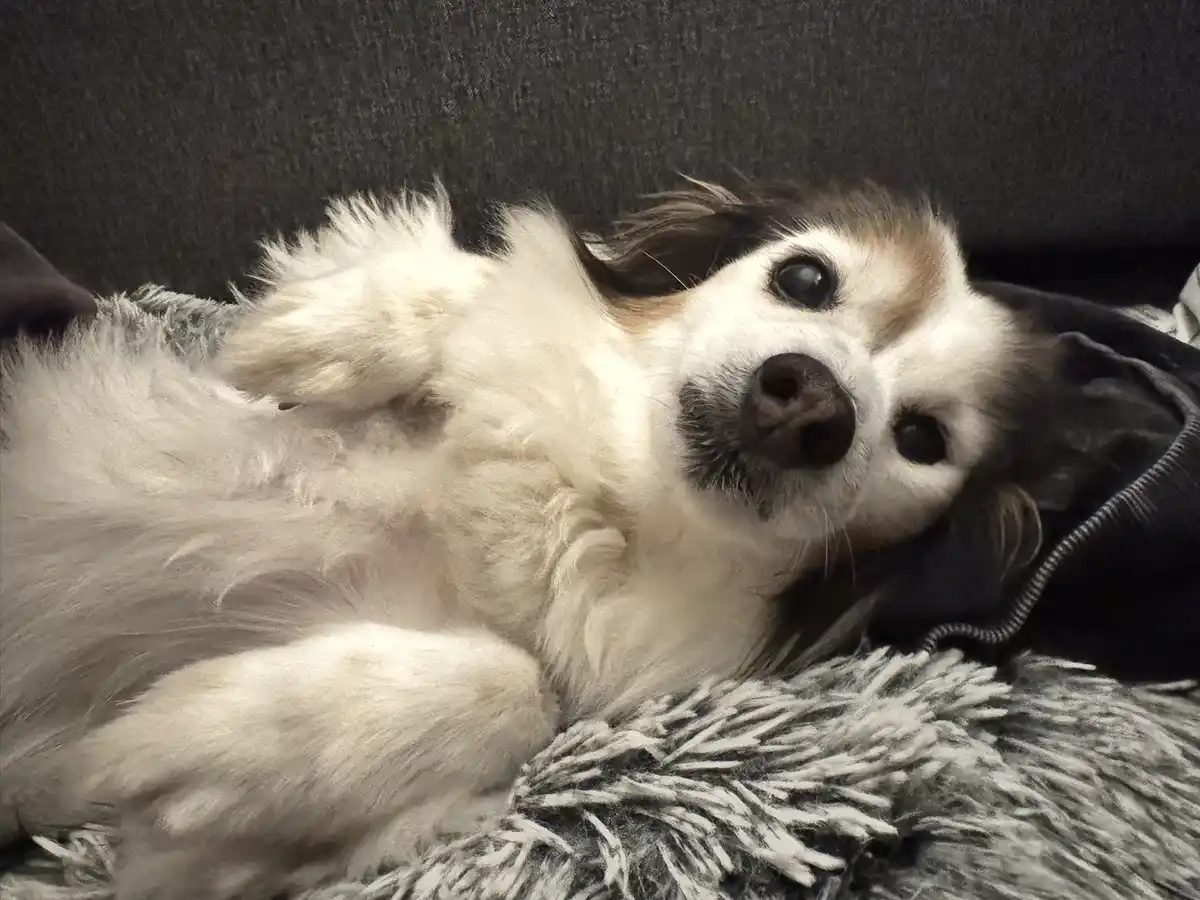 A fluffy white and brown dog lies on its back on a gray textured blanket, looking up at the camera with wide, innocent eyes…