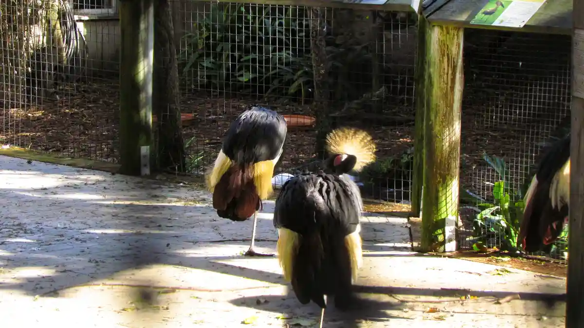 Two black birds with golden-yellow crests and tails stand in an enclosure, both facing away from the camera and looking down…