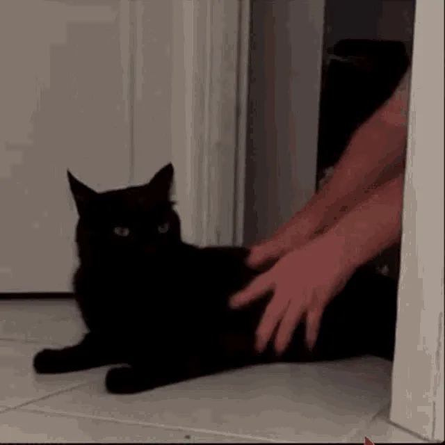 A black cat lies calmly on a tiled floor as a person's hands pet it. The cat then slowly turns its head to look directly at…