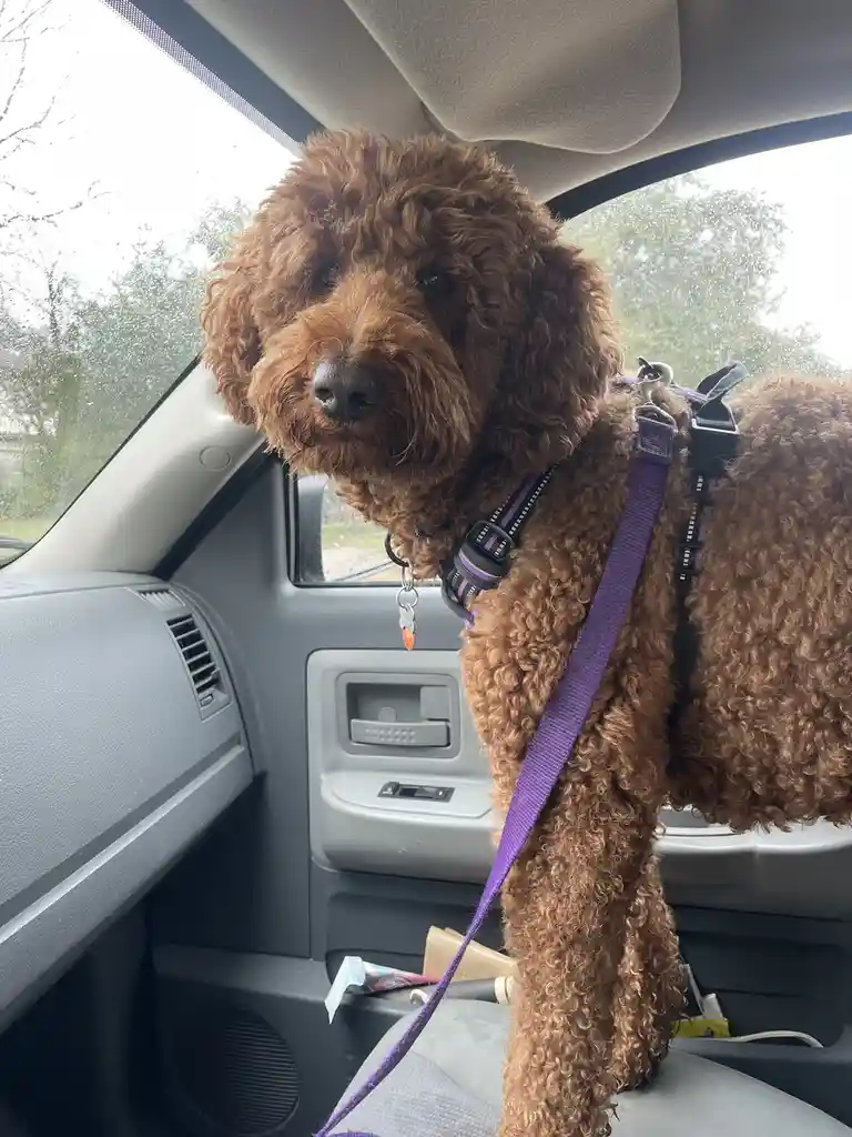 A brown, curly-haired poodle is standing upright in the passenger seat of a car, wearing a purple harness and leash, looking…
