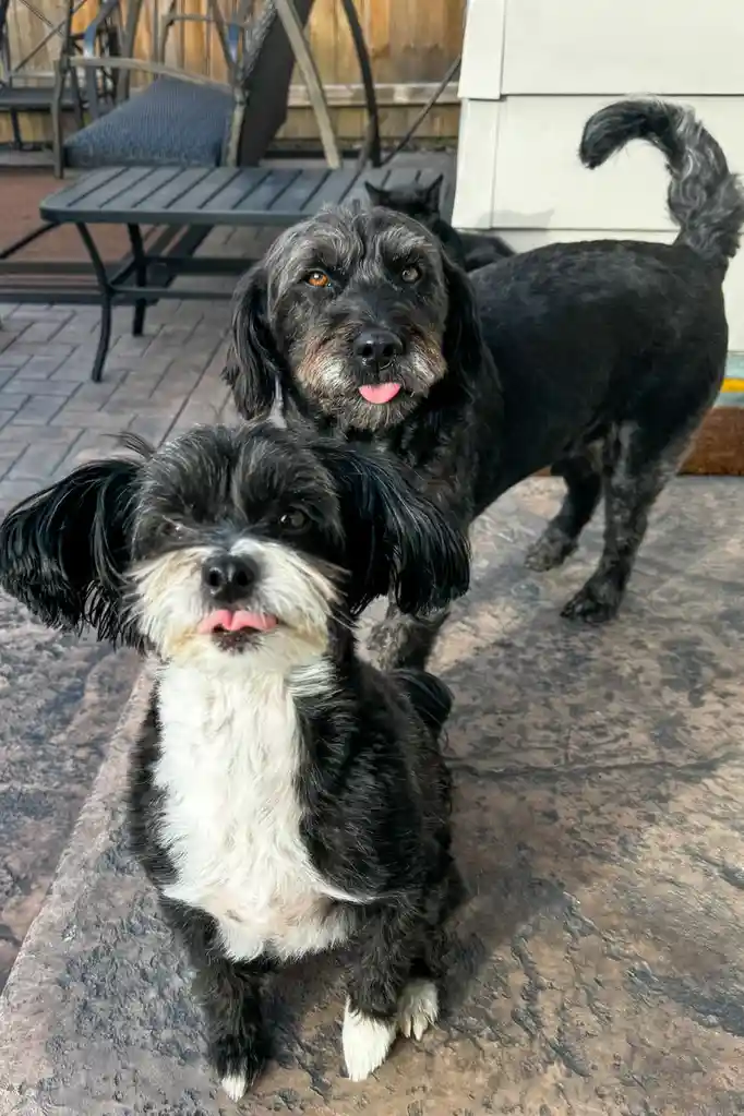 Two dogs are pictured outdoors on a patio, both with their tongues out and looking at the camera. The smaller…