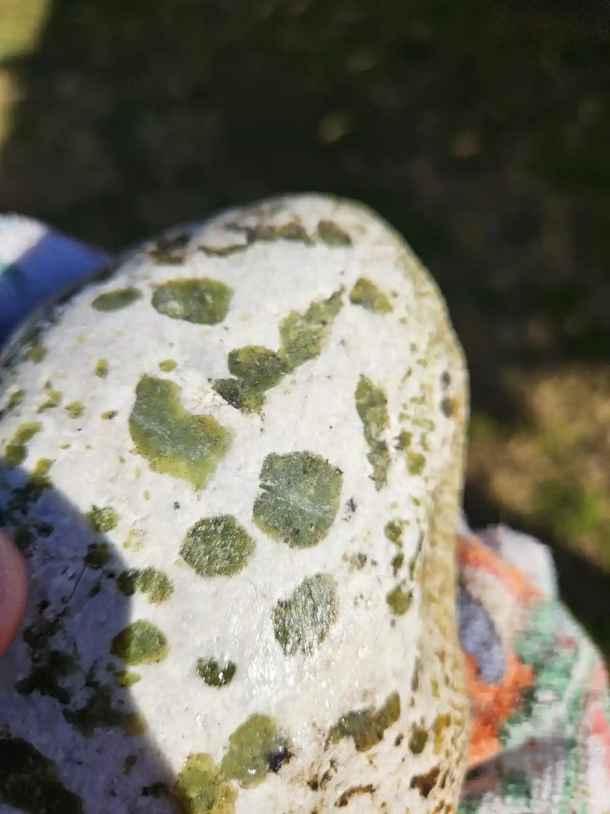 a close-up photo shows a white rock with greenish-brown spots that resemble dalmatian dog markings, held in someone's hand…