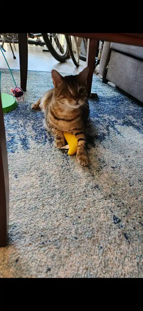 A tabby cat with one eye closed sits on a blue and beige patterned carpet under a wooden table, holding a yellow sock in its…