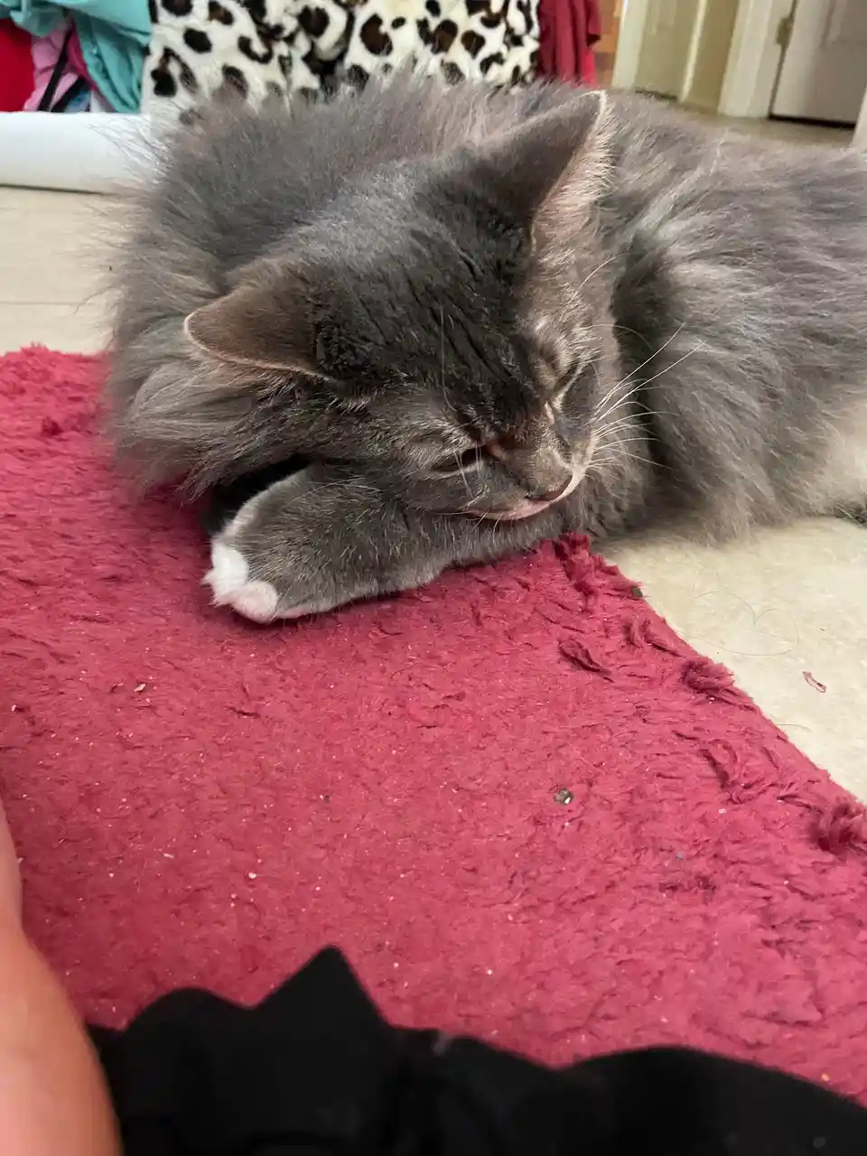 A fluffy gray cat with a white paw is curled up and resting on a red rug, appearing sleepy or uninterested. The cat's eyes…
