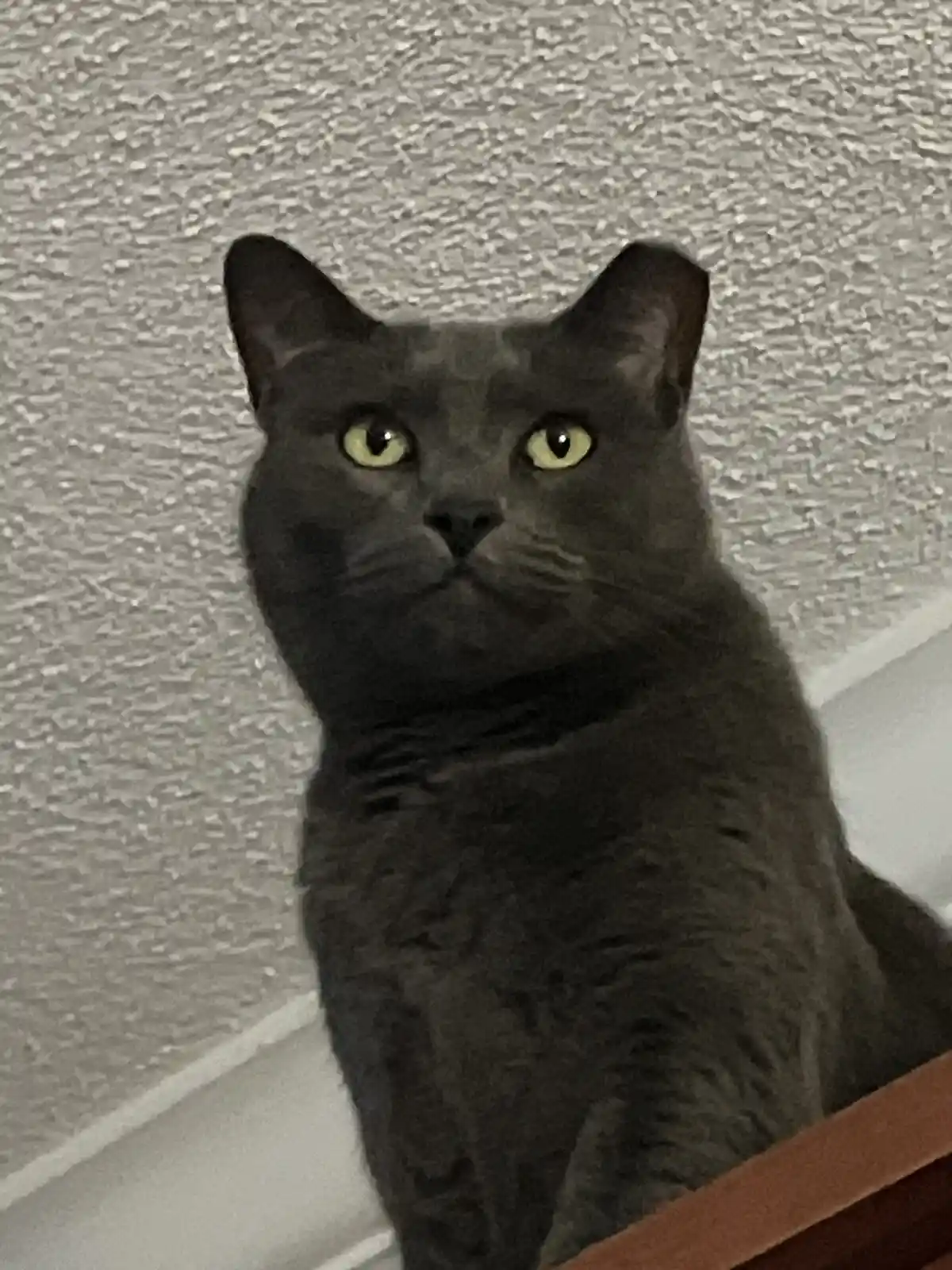 A dark gray cat with bright yellow eyes stares intently forward, sitting on a surface against a textured wall. The overlaid…