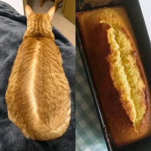 Which Loaf Captures Your Heart?