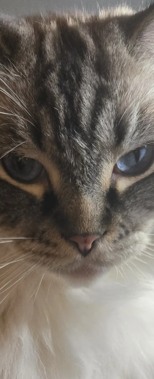 A close-up photo of a tabby cat with blue eyes and a white chest, looking directly at the camera with a serious, unimpressed…