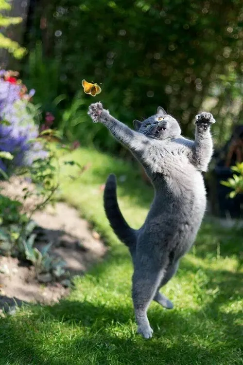 Meet Today's Adorable Cat Star