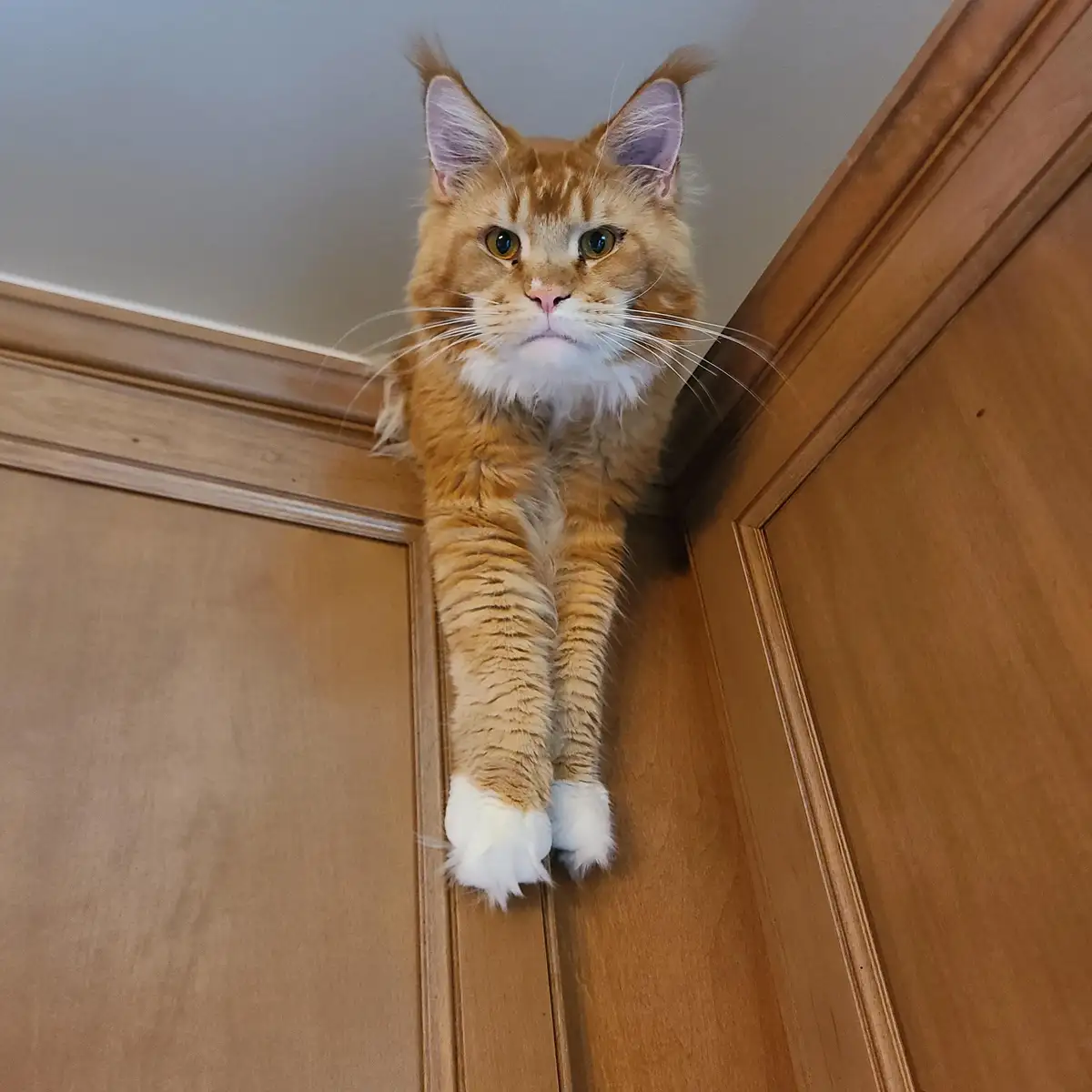 Meet My Adorable Buddy, Miles!
