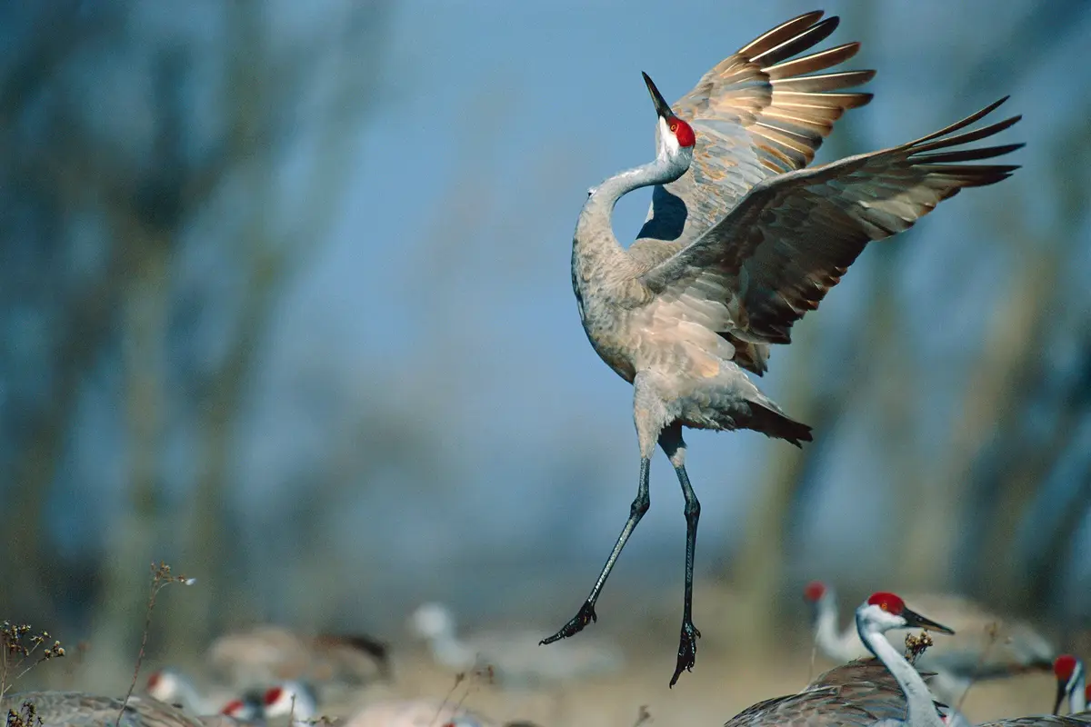 A sandhill crane is captured mid-air with wings spread wide and legs extended, appearing to leap or take flight against a…