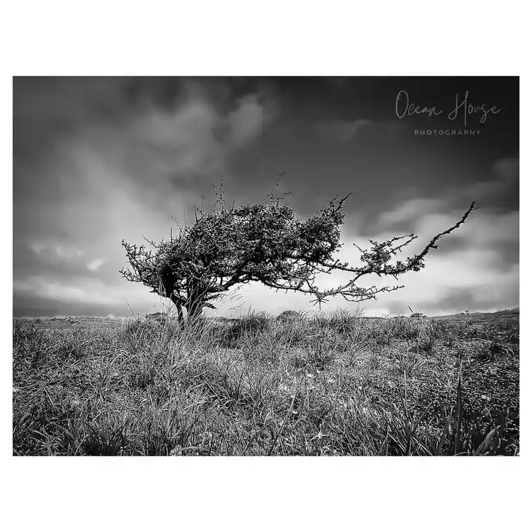 A black and white photograph shows a solitary, windswept tree with twisted branches leaning dramatically to one side…