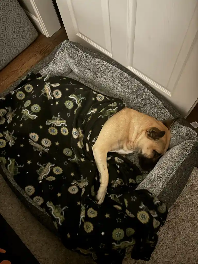 A tan dog is curled up and sleeping soundly in a grey dog bed, partially covered by a black blanket with a pattern of green…