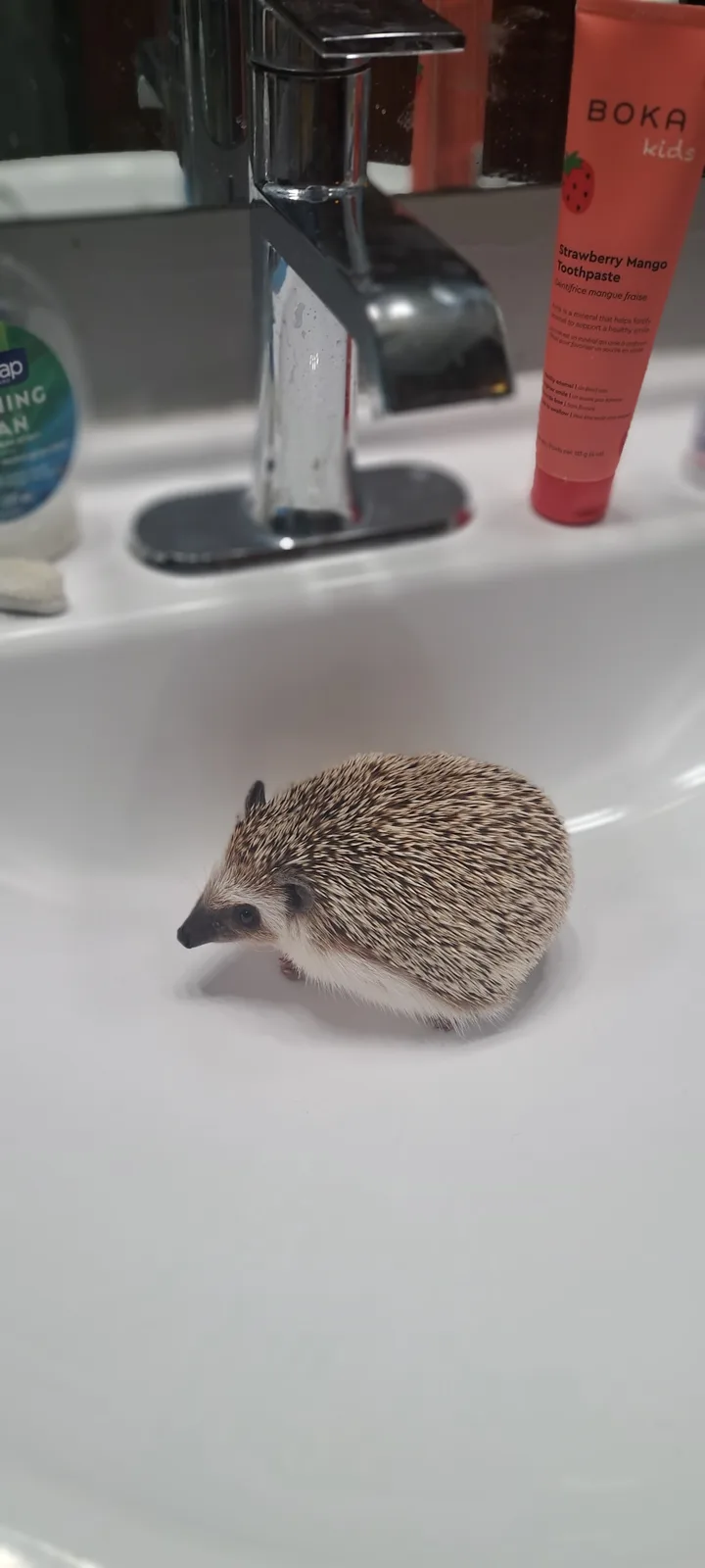 A small hedgehog with brown and white spines stands in a white bathroom sink, looking toward the left. Behind it is a chrome…