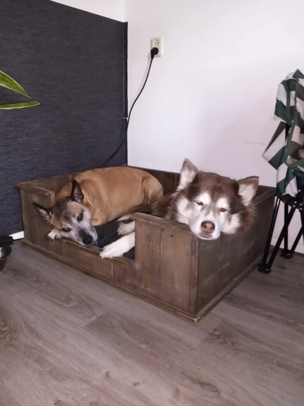 Two dogs are lying in a wooden dog bed; one is a brown and white dog resting its head on the edge, and the other is a fluffy…
