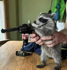Raccoon Adventures Await!