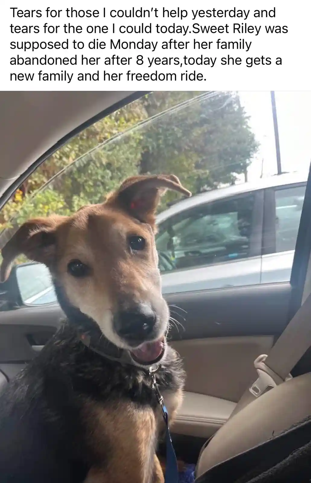 A brown and black dog with floppy ears sits in the passenger seat of a car, looking directly at the camera with a slightly…
