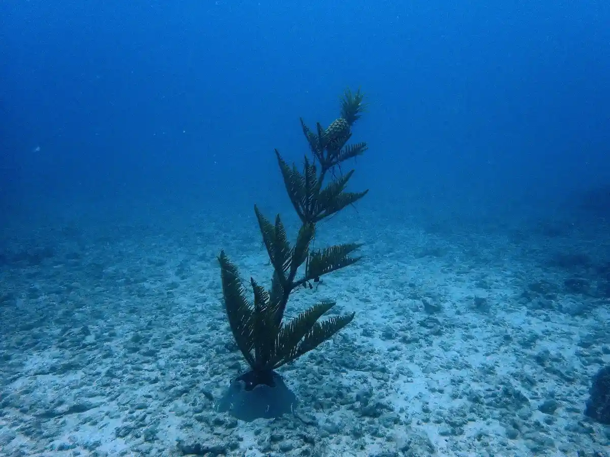 An underwater photo shows a pineapple growing on the ocean floor, surrounded by blue water and sandy seabed, with the…