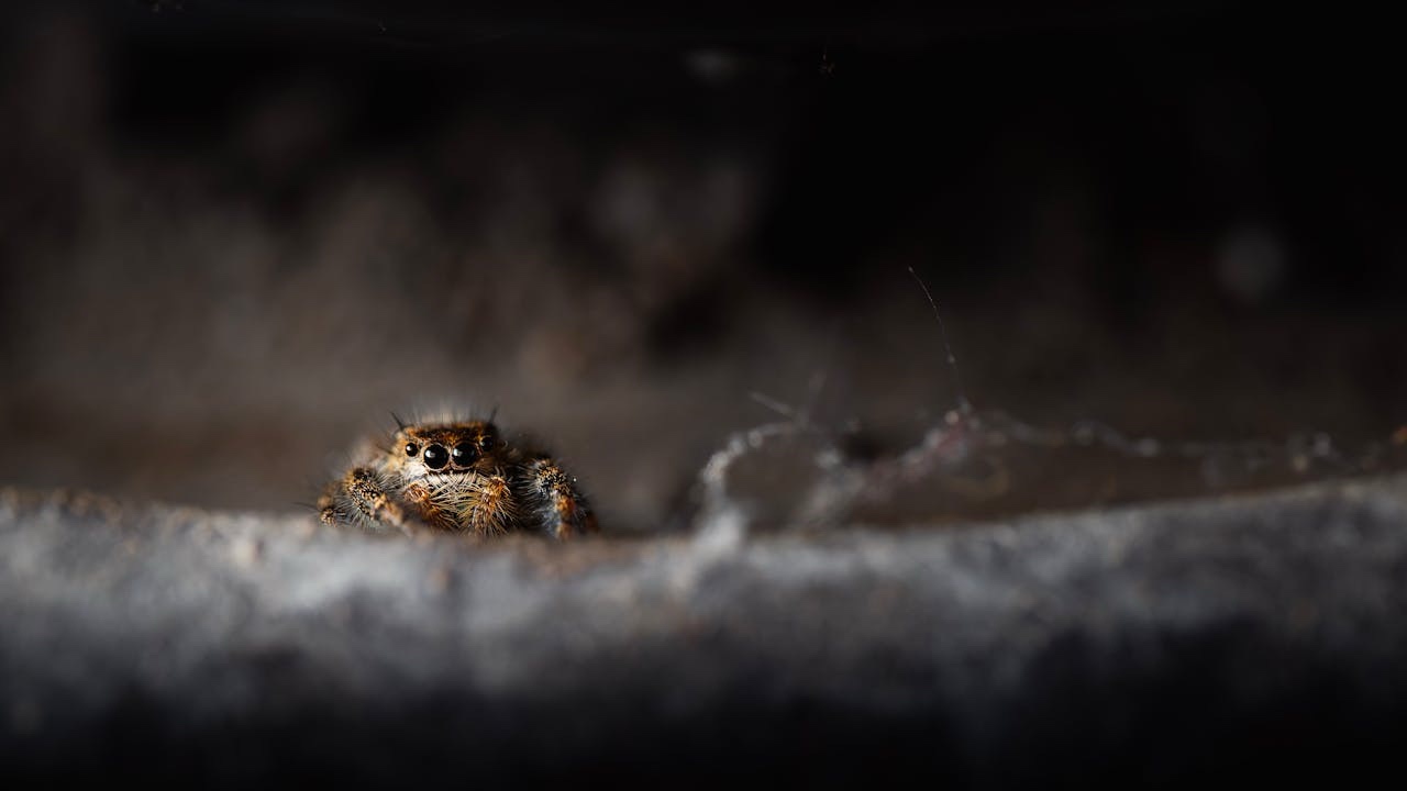 A close-up photo shows a small, furry jumping spider peeking out from behind a dark, textured surface, its large eyes…