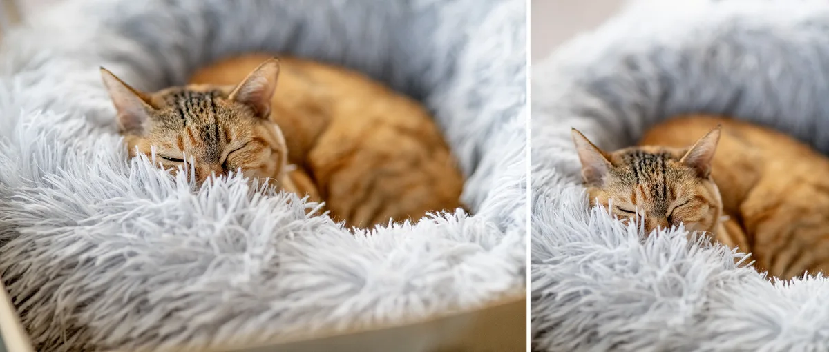 A split-screen image shows a tabby cat sleeping peacefully in a fluffy, grey-and-white pet bed. The cat is curled up with…