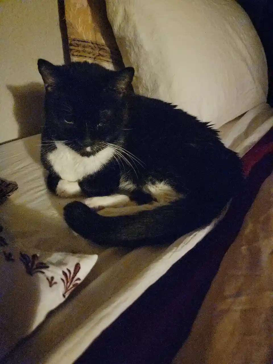 A black and white cat is curled up and resting on a couch with pillows, looking sleepy and unbothered. The overlaid text…