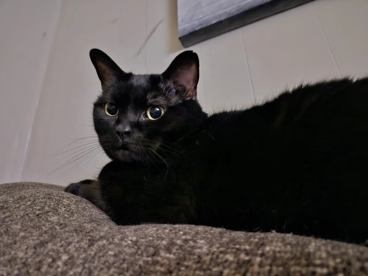 A black cat with wide, golden eyes stares intently at the camera while lying on a textured brown surface, with a white wall…
