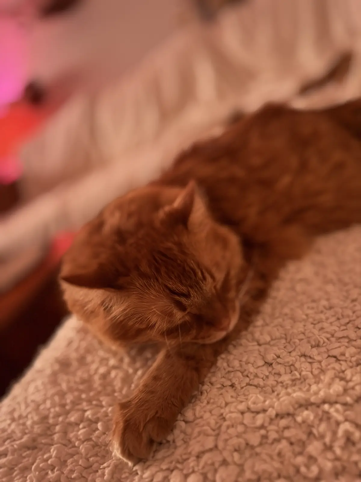 A ginger cat is sleeping peacefully on a textured, light-colored blanket in a warmly lit room. The cat's eyes are closed…