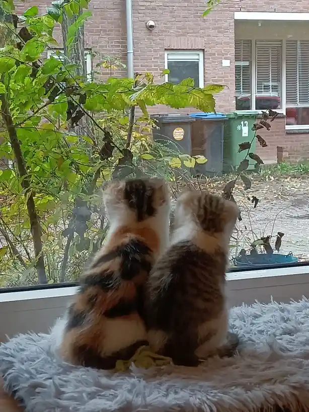 Two fluffy cats with calico and tabby markings sit back-to-back on a white shaggy rug indoors, looking out a window at…