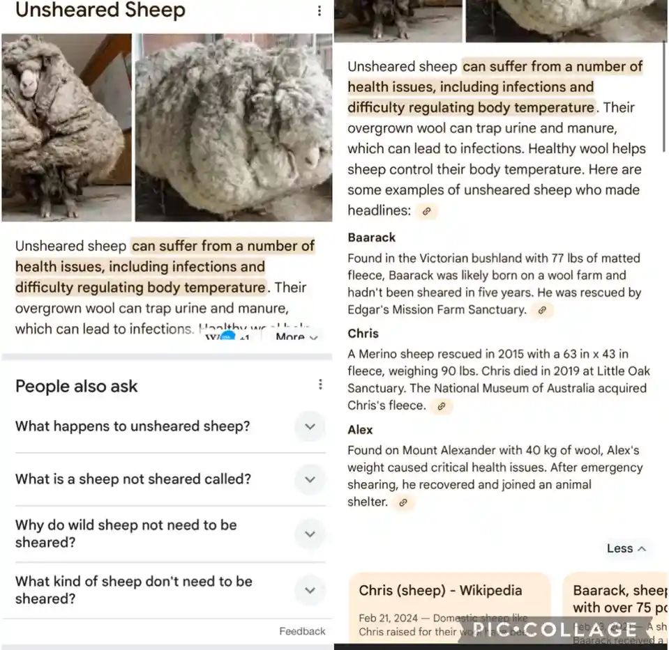 Meet the Unsheared Sheep: A Furry Wonder!