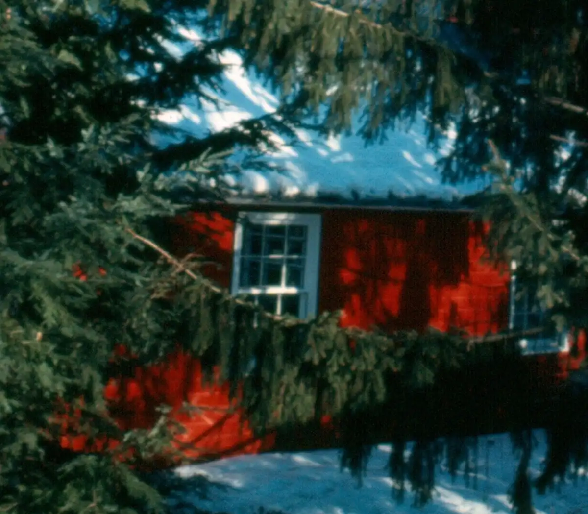 A red wooden cabin is partially obscured by dense evergreen tree branches in a snowy landscape. The cabin has a single…