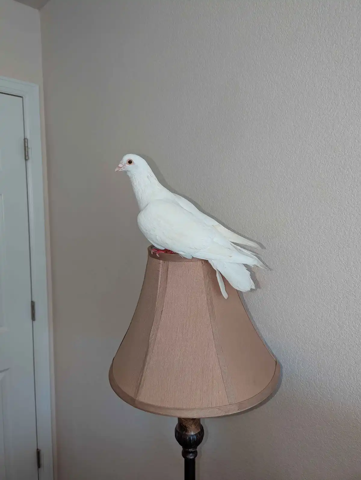 A white pigeon perches calmly on the top rim of a beige lampshade in a room with a textured wall and a white door visible in…