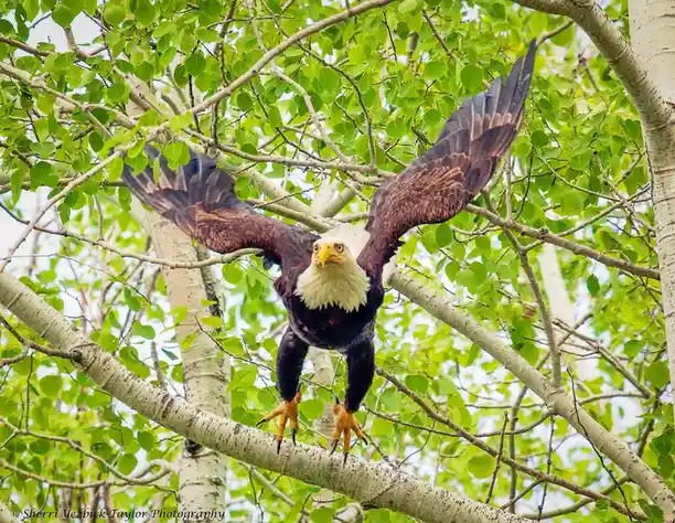 Majestic Eagle in Action