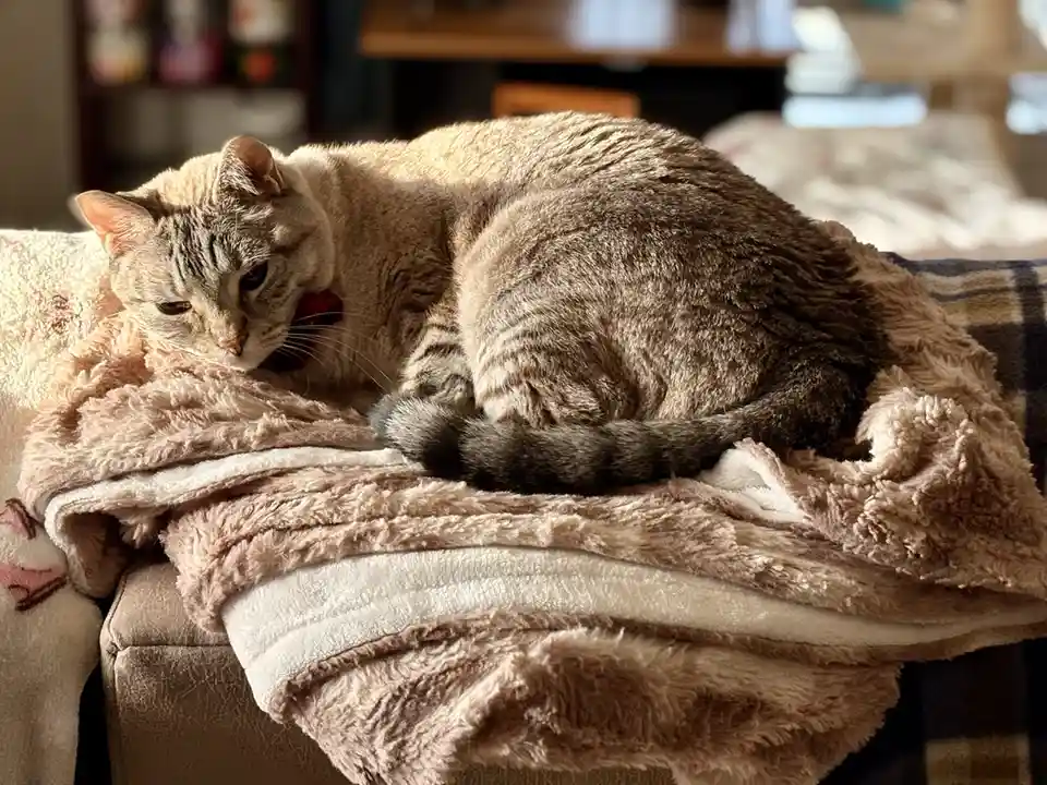 A tabby cat with a red collar is curled up and sleeping on a fluffy, multi-toned blanket draped over a couch arm. The cat's…