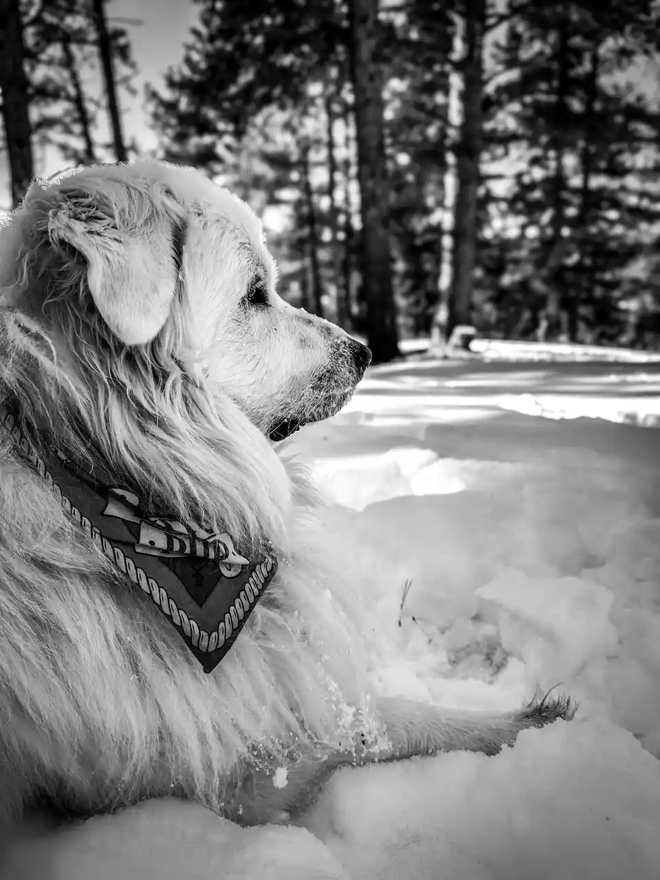 Adventuring at 9000+ feet: Tracking wildlife in the Rockies