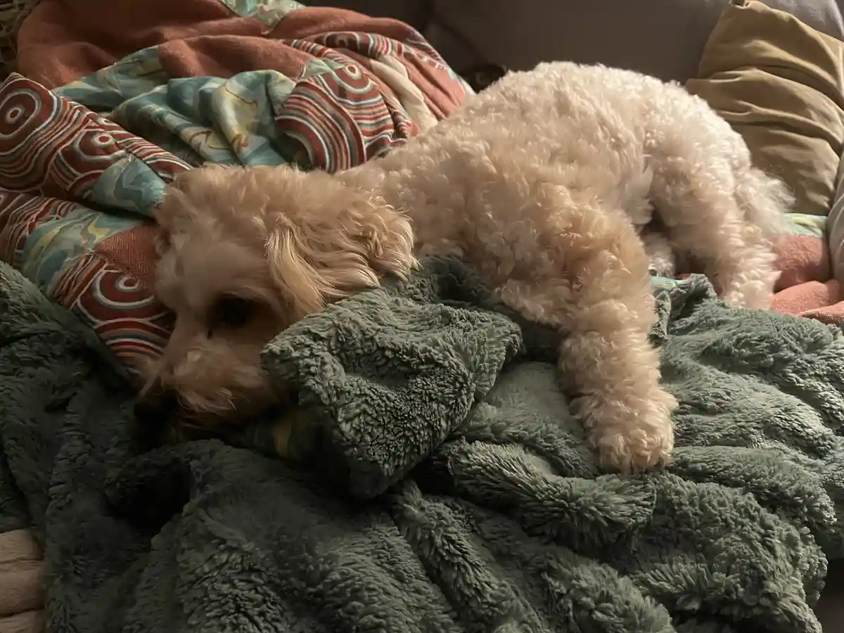 A light-colored, curly-haired dog is lying on a green, fluffy blanket, partially buried in it with its head down, appearing…