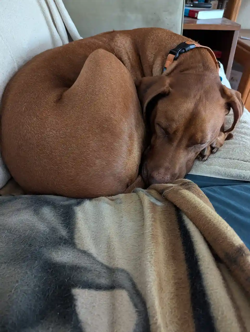A brown dog is curled up and sleeping soundly on a couch, its body forming a tight, round shape. It wears a collar and rests…