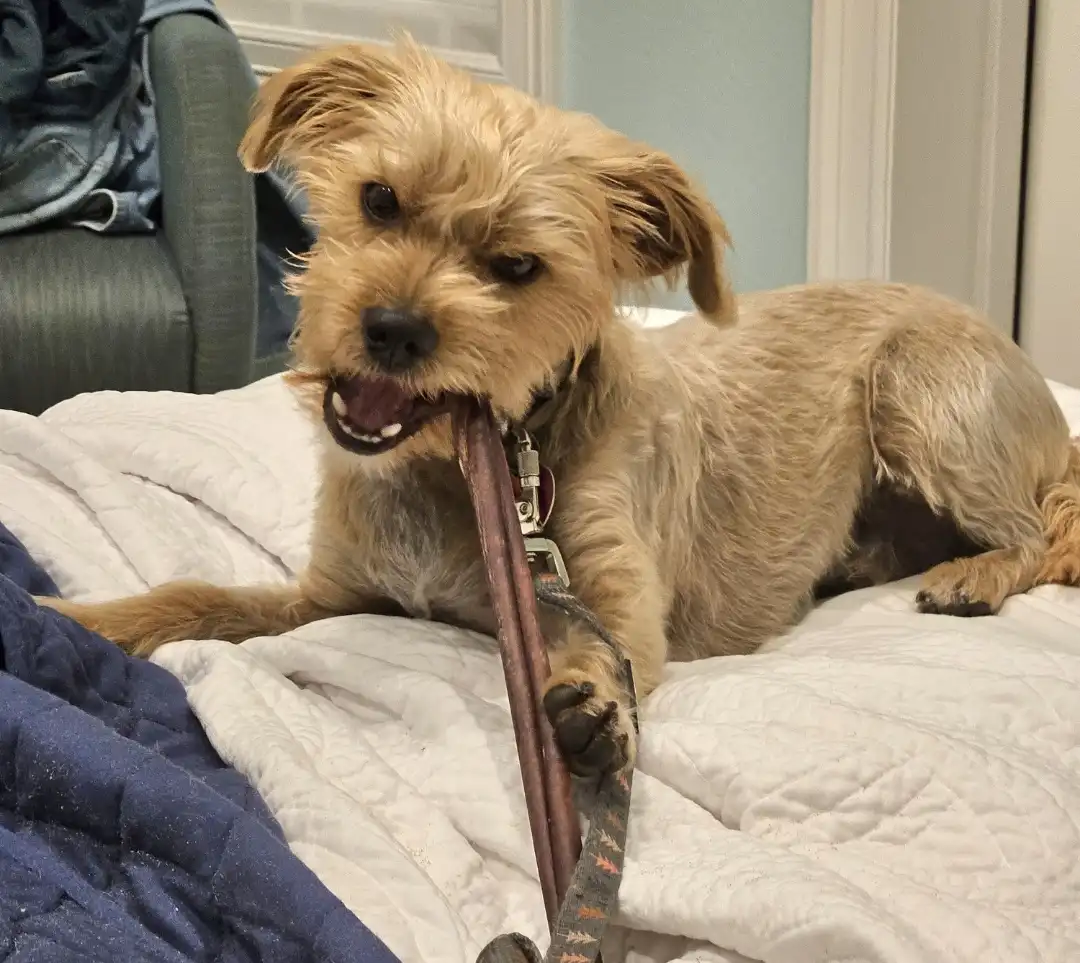 A scruffy, light-brown dog with floppy ears lies on a white quilted bed, holding a leash in its mouth and paw. The dog has a…