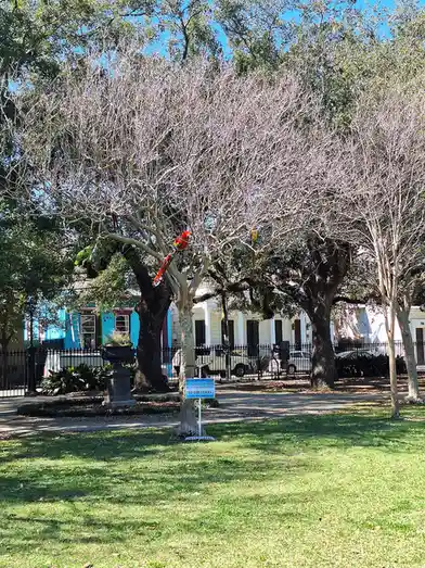 A photo of several colorful macaws perched in leafless trees in a park with a small blue sign at the base of one tree that…