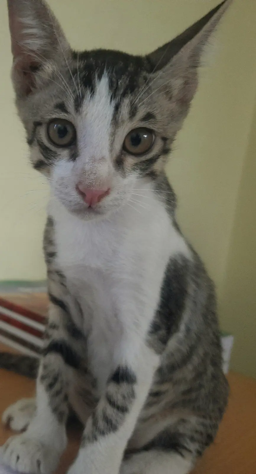 A close-up photo of a small tabby and white kitten with wide, innocent eyes looking directly at the camera, sitting upright…