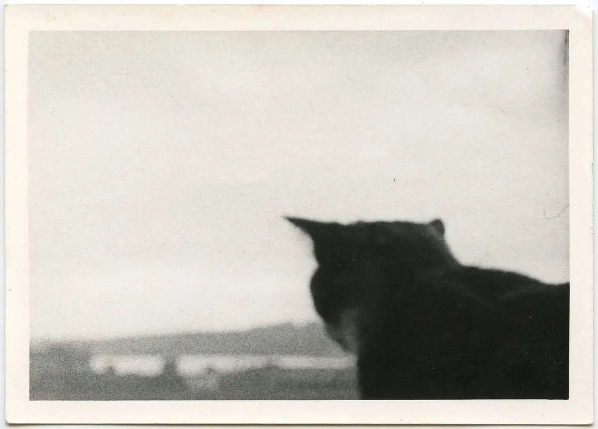 A grainy, black-and-white photo shows the silhouette of a cat looking out a window at a blurry distant landscape. The cat's…