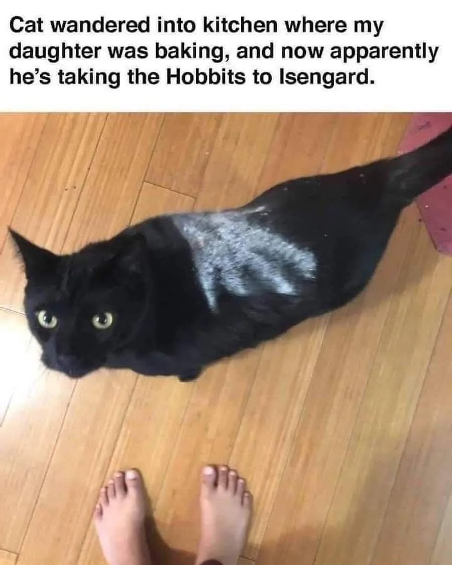 A black cat with a patch of white fur on its back lies on a wooden floor, looking up at the camera with wide eyes. The feet…