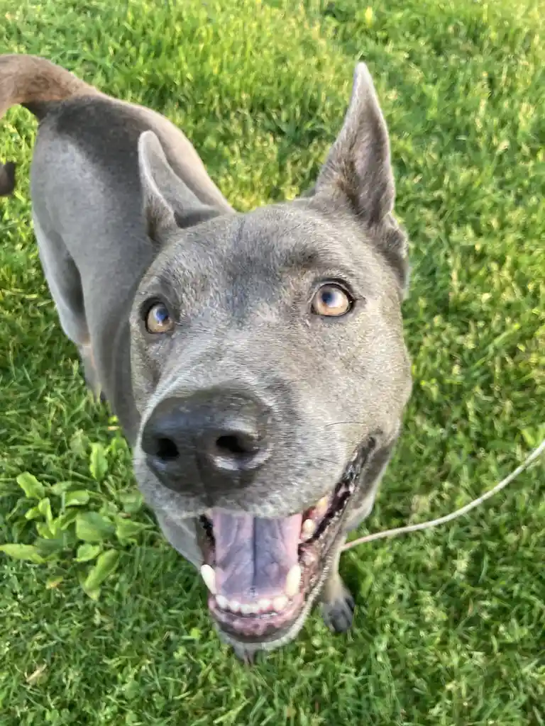 A gray dog with pointed ears and brown eyes looks up at the camera with its mouth open, showing teeth and tongue, standing…