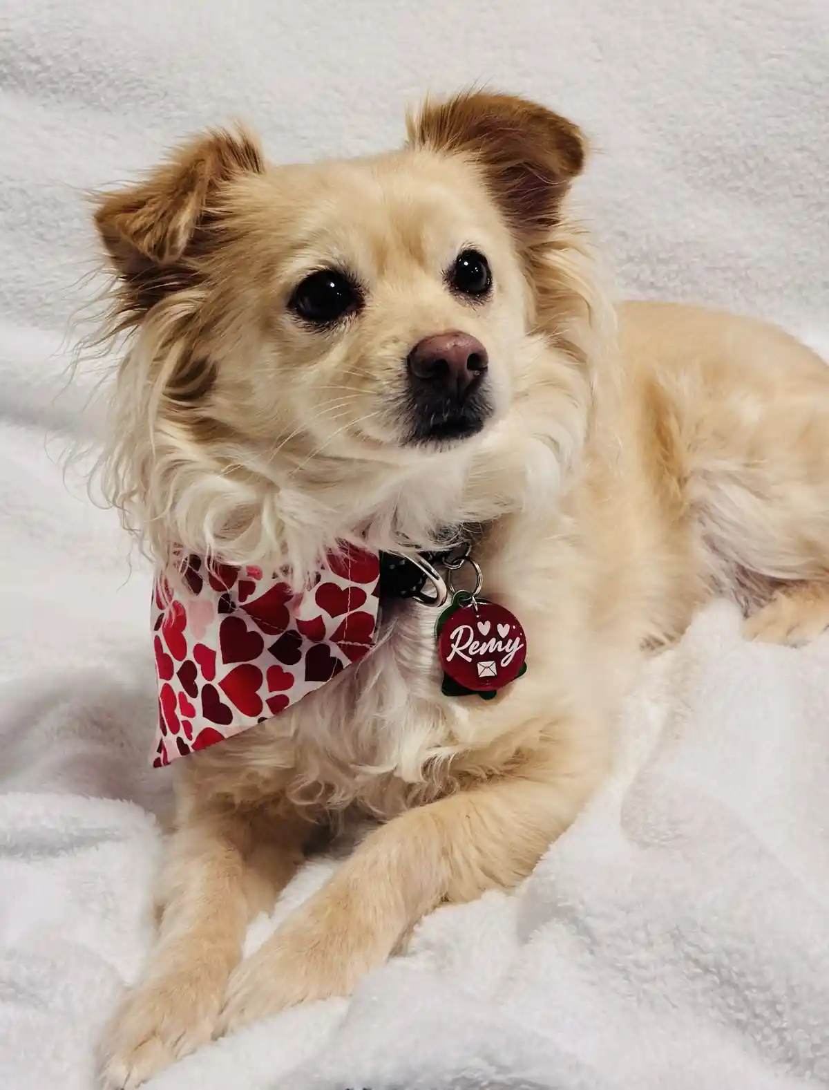 A small, fluffy, light-brown dog with large dark eyes and perky ears is lying on a white textured blanket. The dog wears a…