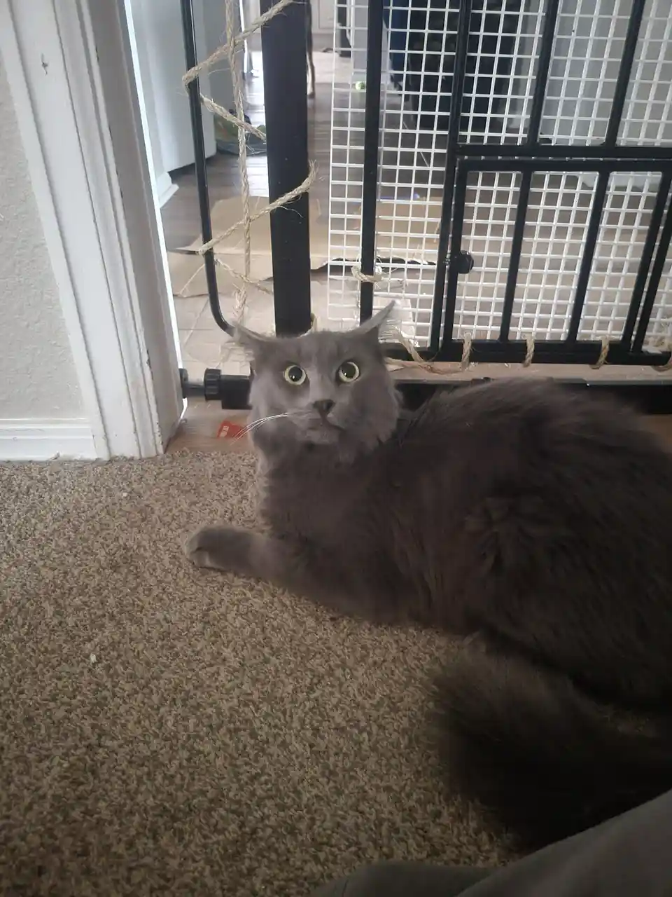 A fluffy gray cat with wide, startled eyes lies on a carpeted floor in front of a black pet gate, looking directly at the…