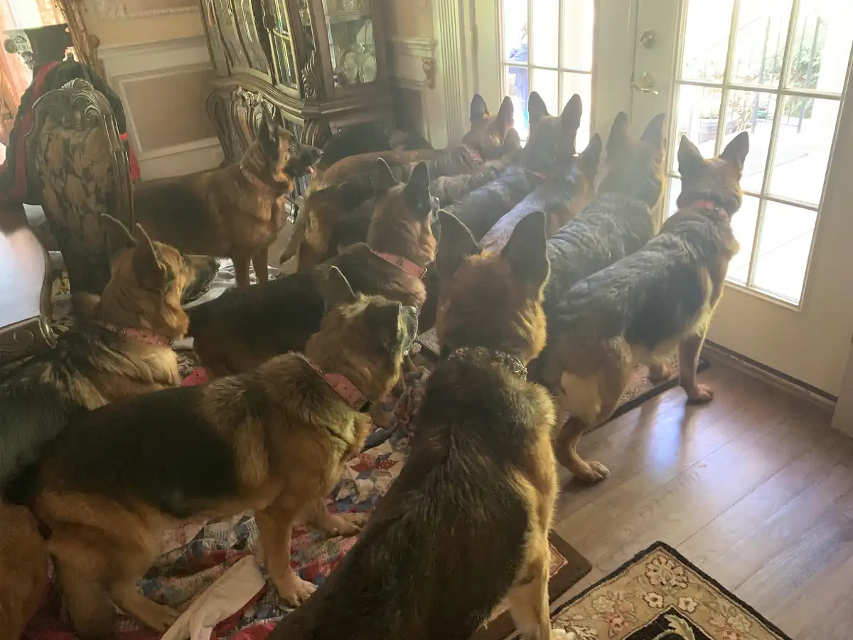 A large group of German Shepherd dogs are gathered inside a house, all facing the same direction toward a glass door…